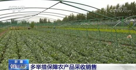 新疆各地多举措保障农产品采收销售 助农解决蔬菜"出村进城"难题